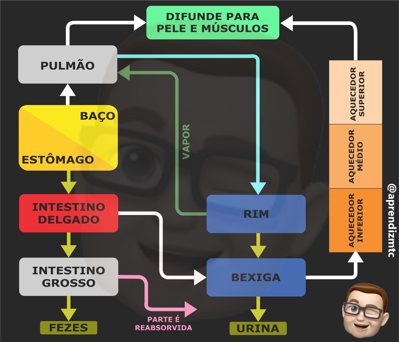 formação, transformação e excreção dos fluídos corporais - via das águas