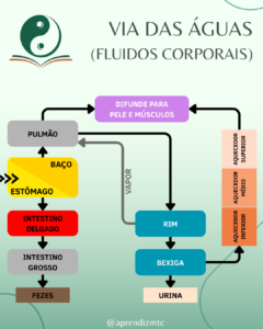 infográfico com o processo de formação, circulação e excreção de fluidos corporais do ponto de vista da Medicina Chinesa
