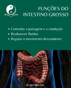 Infográfico das funções do Intestino Grosso do ponto de vista da Medicina Chinesa