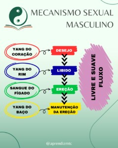 Mecanismo sexual masculino na MTC