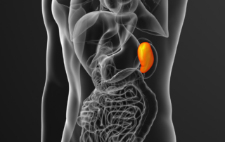 Funções do Baço na Medicina Chinesa